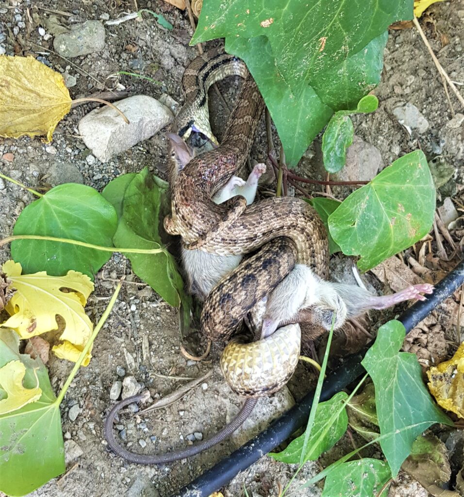 Snake eating rat. www.evaogmalthe.dk