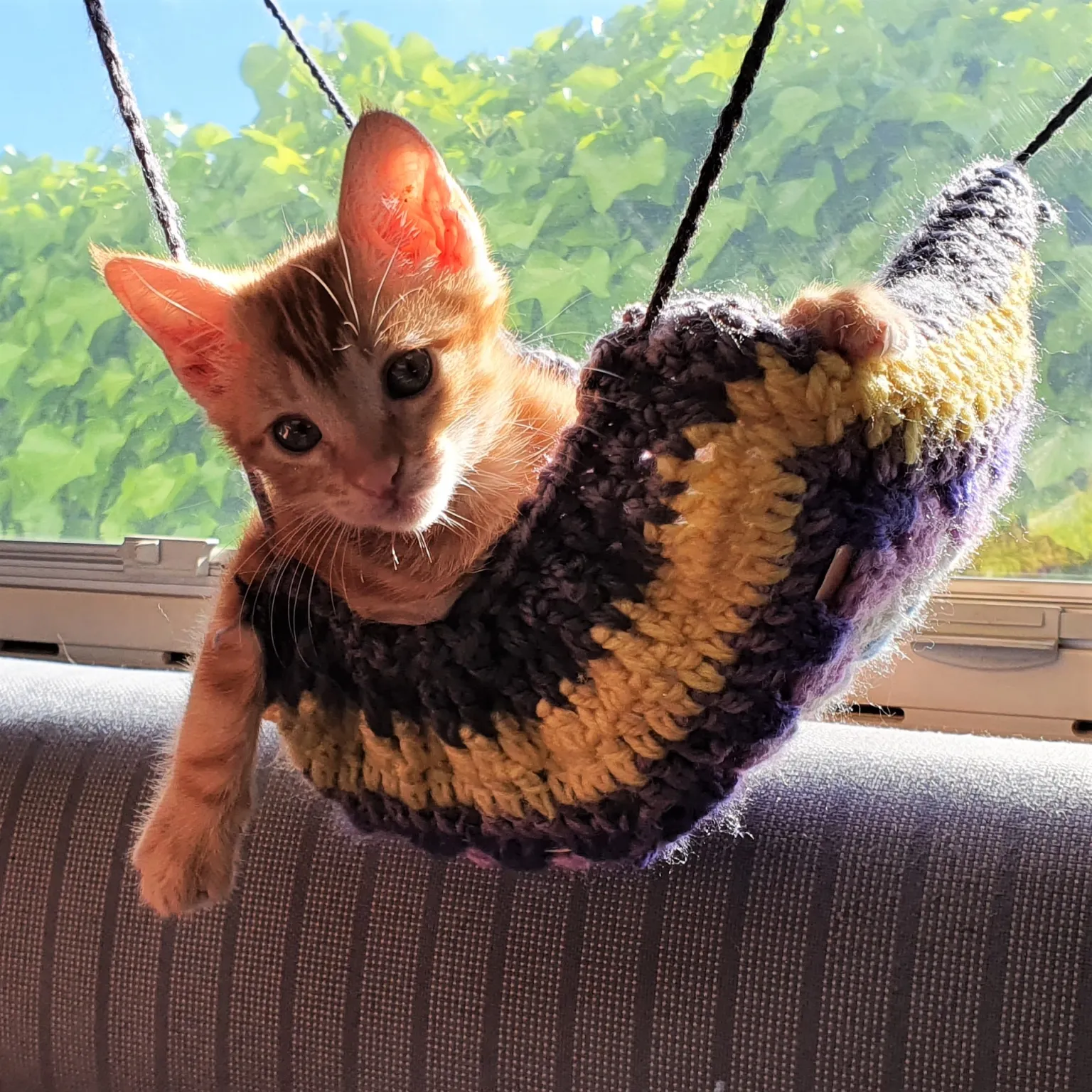 camper cat Avenger