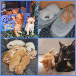 camper cat kittens